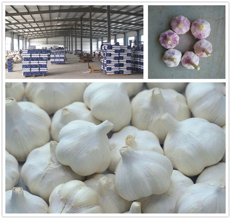 9 frozen garlic direct sale 9 frozen garlic direct sale